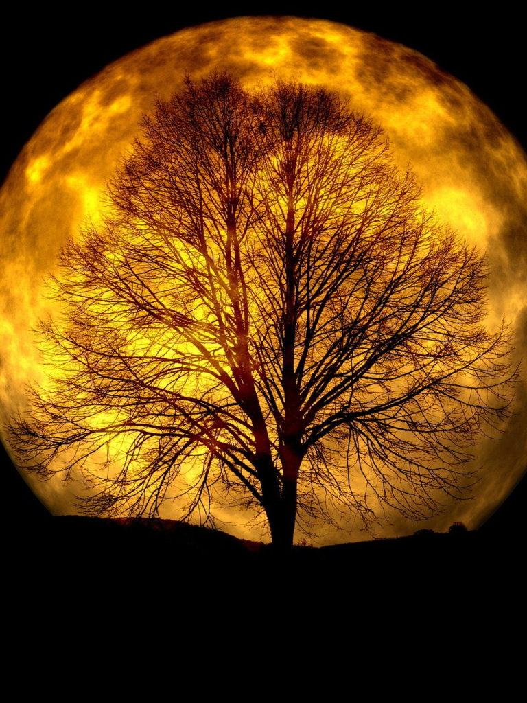 moon, tree, bald-165487.jpg